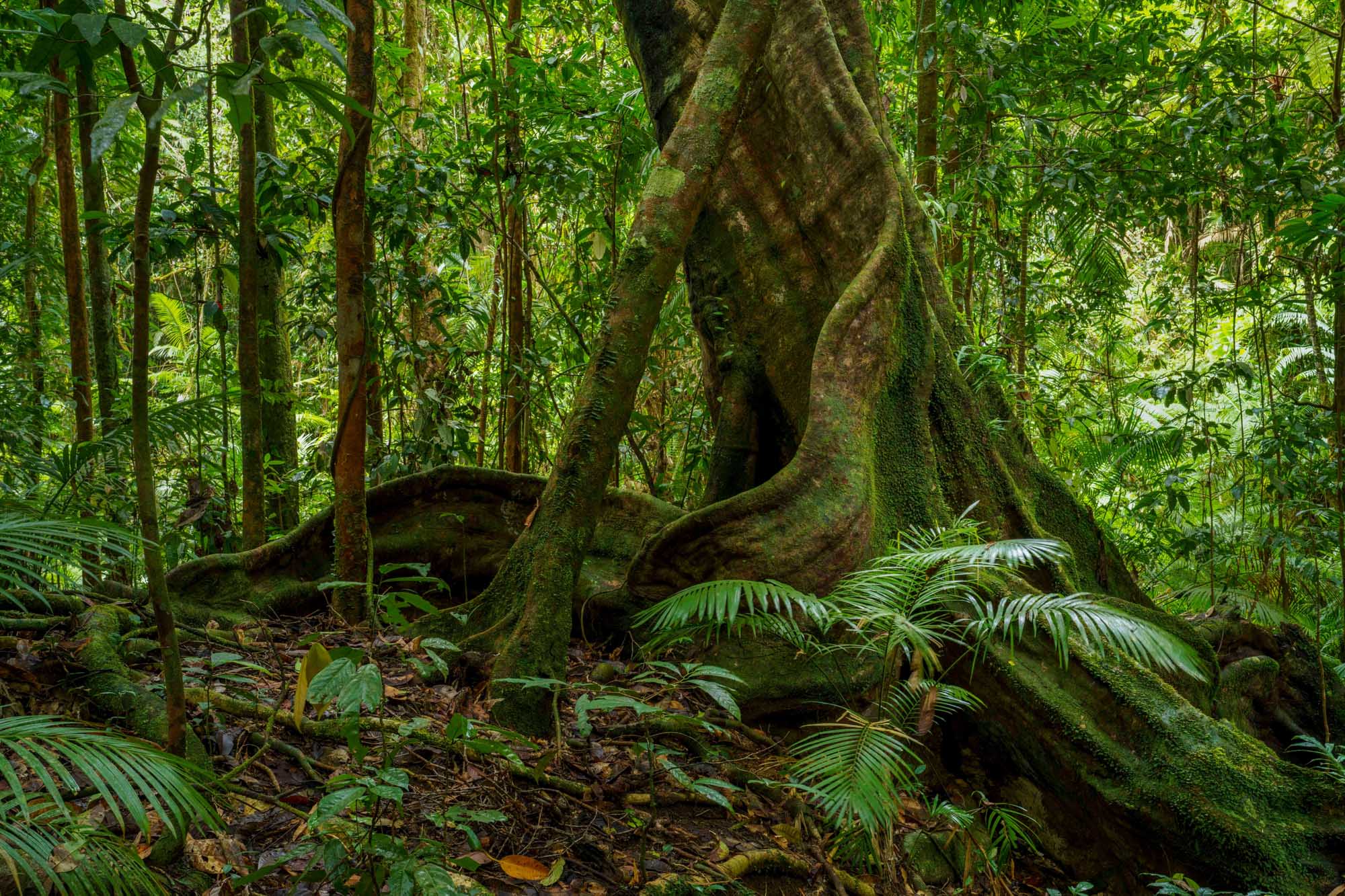 A massive strangler fig tree with characteristic buttress roots dominates this lush rainforest scene in Mossman Gorge, surrounded by dense tropical vegetation, ferns, and understory plants covered in vibrant green moss and lichen.