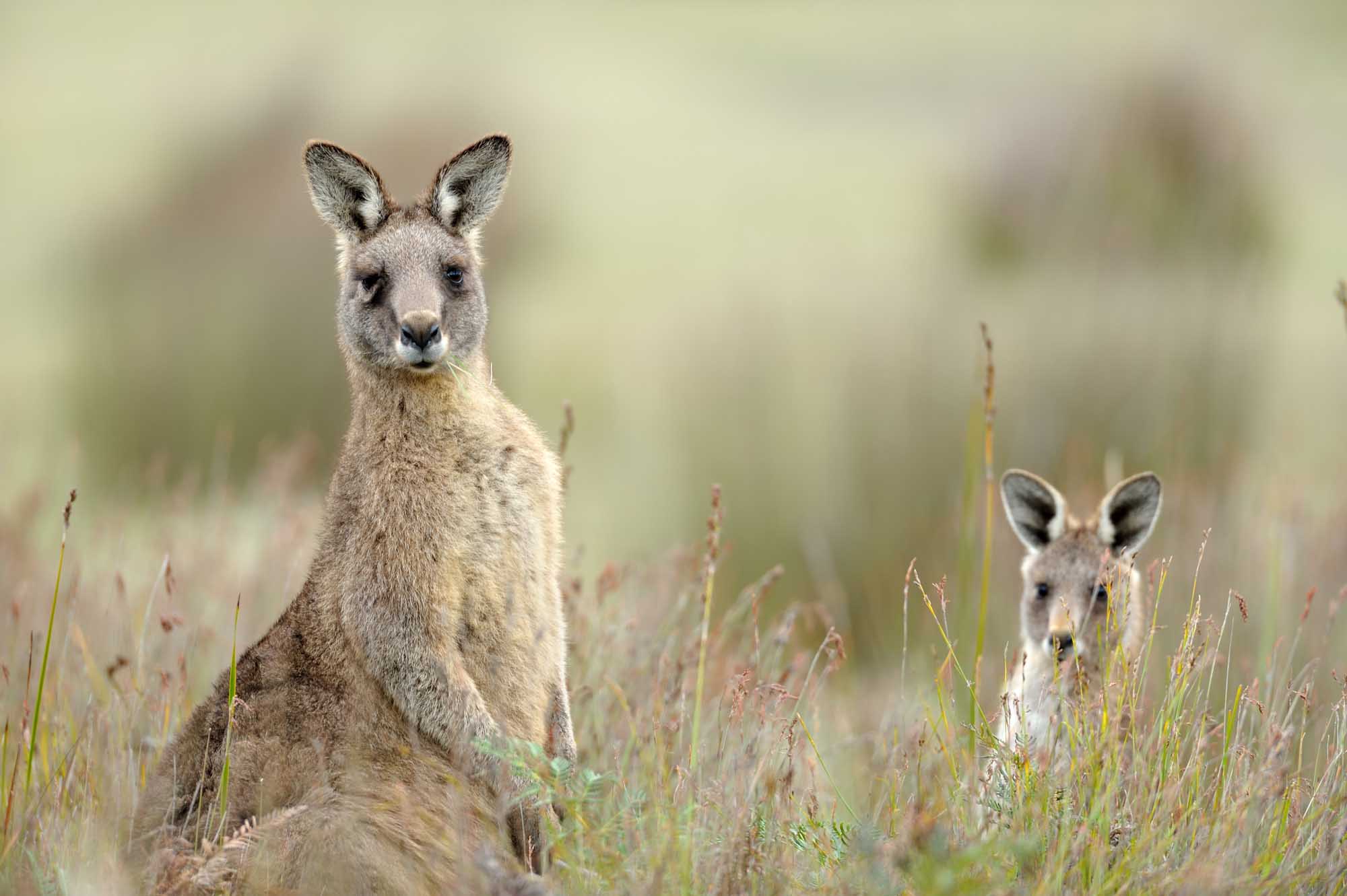 An adult Eastern Grey kangaroo stands alert in natural bushland vegetation, with a younger joey visible beside it. The image captures these iconic Australian marsupials in their natural habitat, with soft focus vegetation in the background.