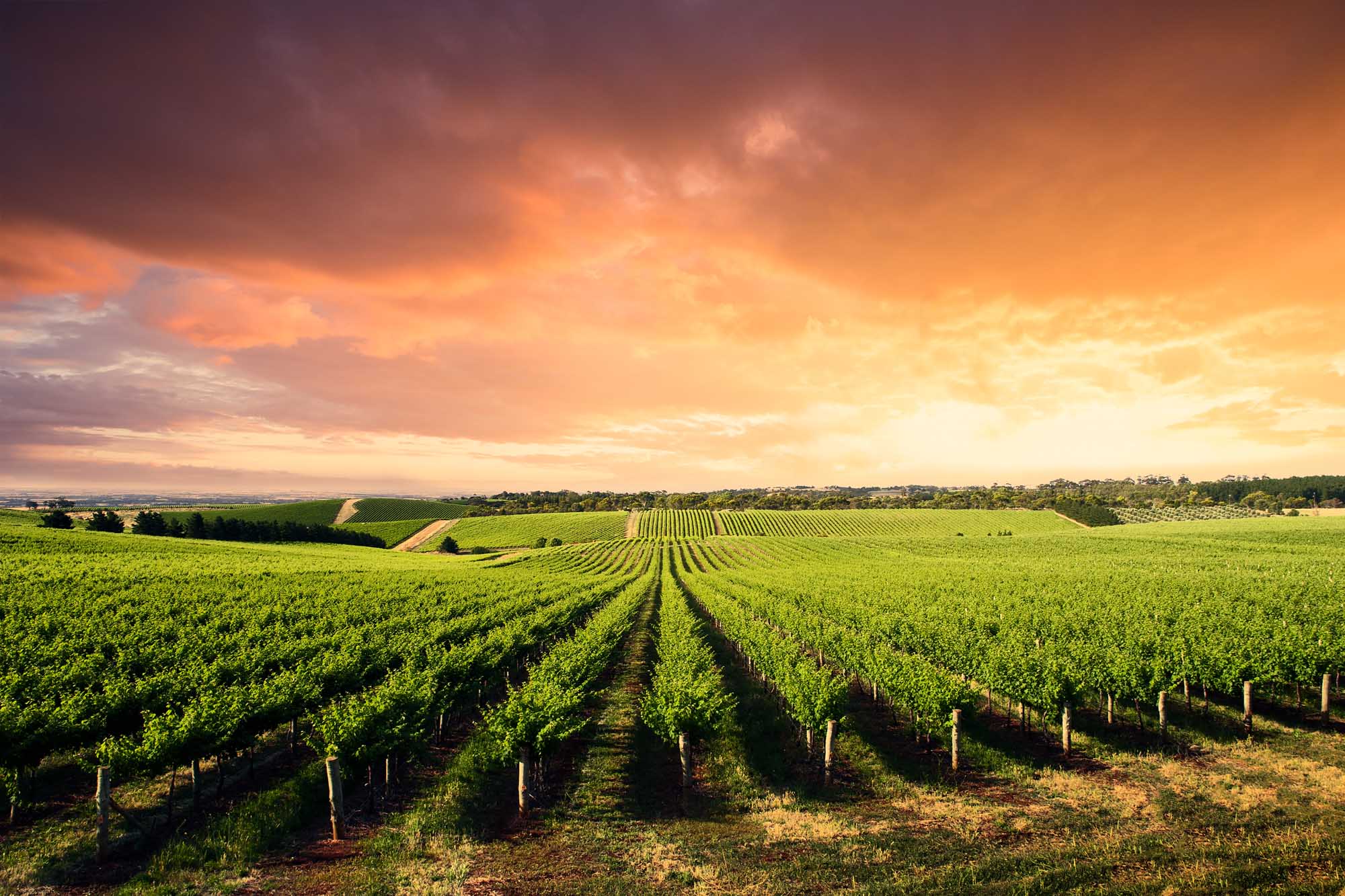 A stunning panoramic view of lush green vineyard rows extending across rolling hills under a golden sunset sky. The perfectly aligned grapevines stretch toward the horizon, with scattered trees and farms visible in the distance, showcasing the picturesque agricultural landscape of South Australia's wine country.
