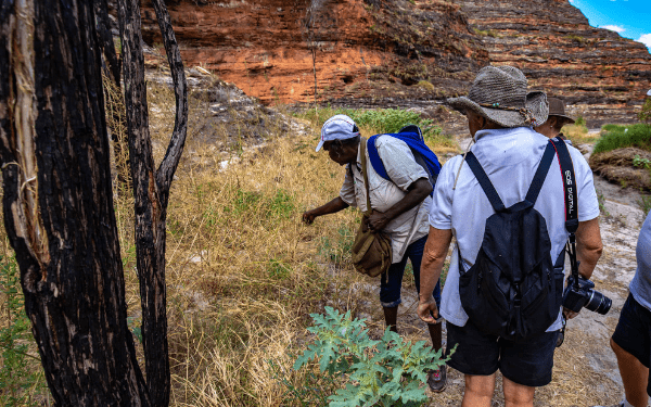 A group of walkers, guided by a local guide, hiking through burnt grass near a red rock escarpment with a blackened tree trunk in the foreground