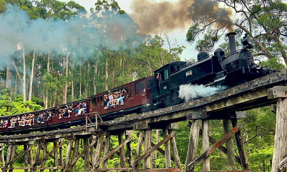 A historic steam locomotive numbered 14A travels across a wooden trestle bridge through a lush eucalyptus forest, with passengers visible in the vintage carriages and white steam billowing from the engine's chimney.