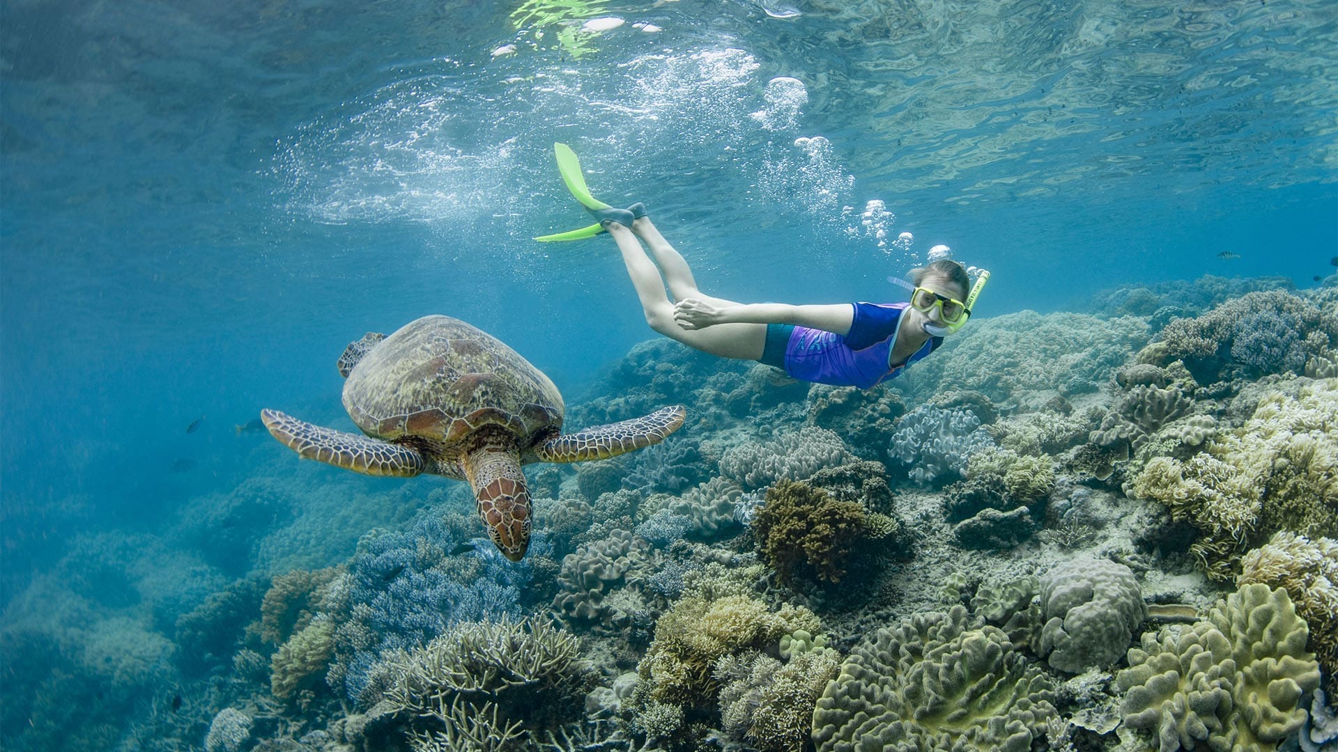 A snorkeler in bright blue swim shorts and yellow fins swims alongside a large sea turtle over a vibrant coral reef teeming with diverse coral formations. The crystal-clear turquoise water and thriving underwater ecosystem showcase an incredible marine biodiversity encounter.