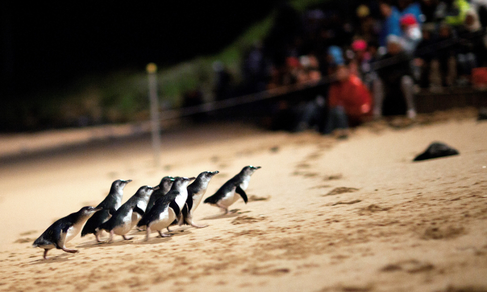 A group of little penguins (fairy penguins) waddles across sandy beach toward the ocean, with tourists watching from behind a railing in the background. This appears to be a popular penguin viewing experience at a natural wildlife destination.
