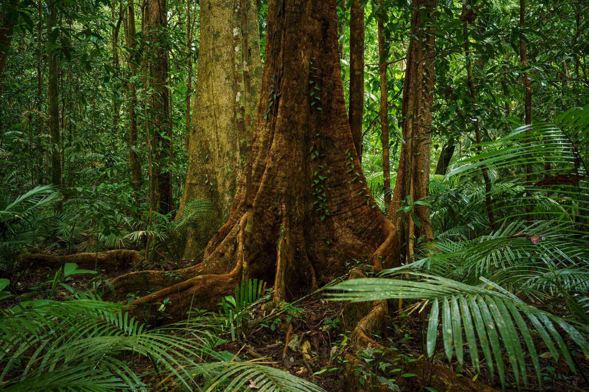A massive strangler fig tree dominates the lush Daintree Rainforest canopy in Mossman Gorge, North Queensland, with its thick, twisted trunk surrounded by verdant palms, ferns, and dense tropical vegetation creating a primordial forest environment.