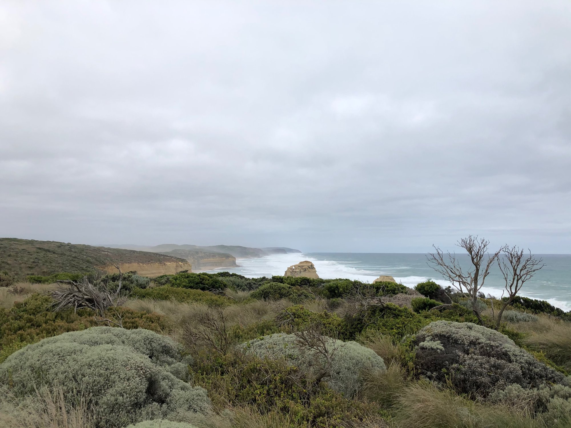 A dramatic coastal landscape featuring weathered sea cliffs, natural rock formations, and native scrubland vegetation overlooking a temperate ocean beach. The scene captures rugged, wind-sculpted vegetation and golden sandstone formations characteristic of southern Australian coastline.