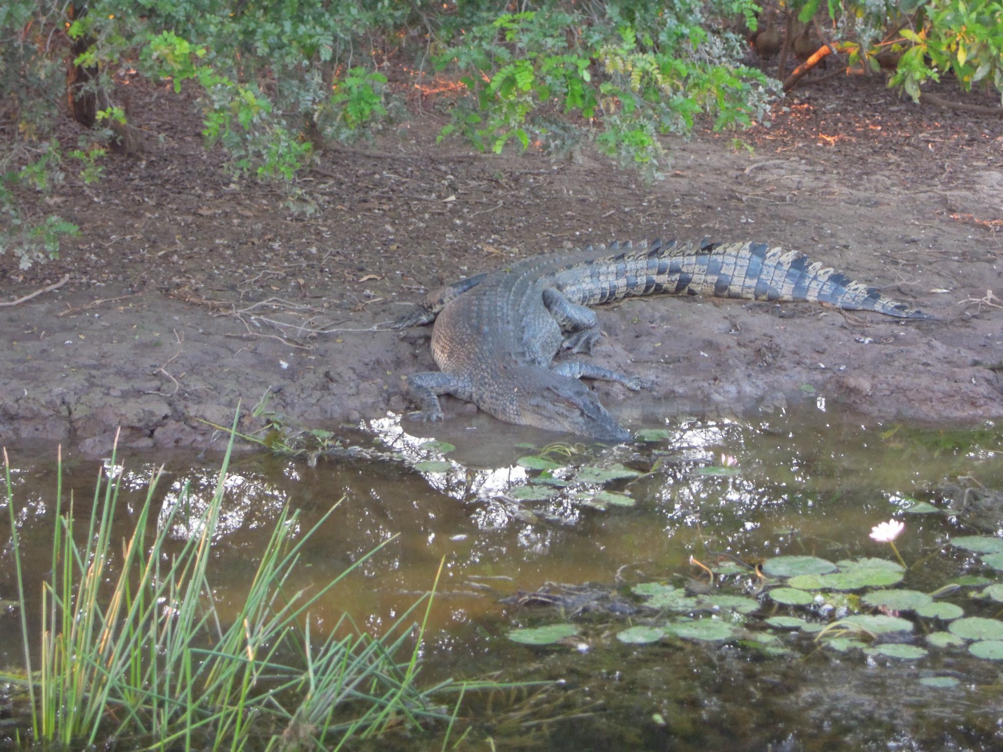 A saltwater crocodile rests on muddy ground at the water's edge of a lagoon environment, with aquatic vegetation and lily pads visible in the shallow water. The crocodile's scaly body and distinctive tail are clearly visible as it basks near the marshy shoreline.