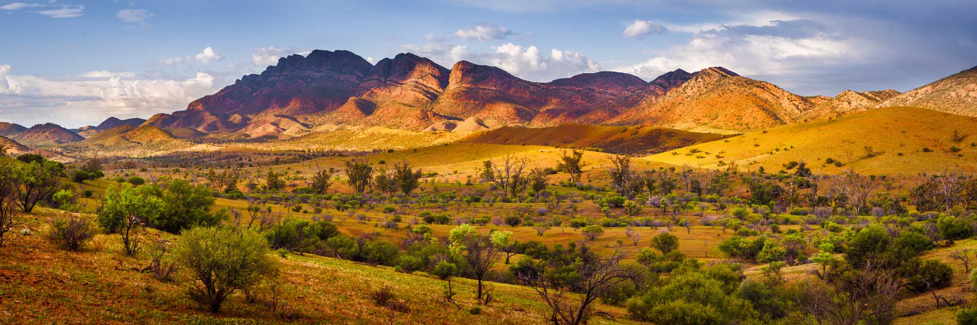 A stunning panoramic view of the Flinders Ranges in South Australia, featuring distinctive rust-colored mountains with dramatic ridges rising above a golden valley dotted with sparse acacia trees and native vegetation. The landscape showcases the region's characteristic arid terrain with vibrant warm tones illuminated by afternoon sunlight.