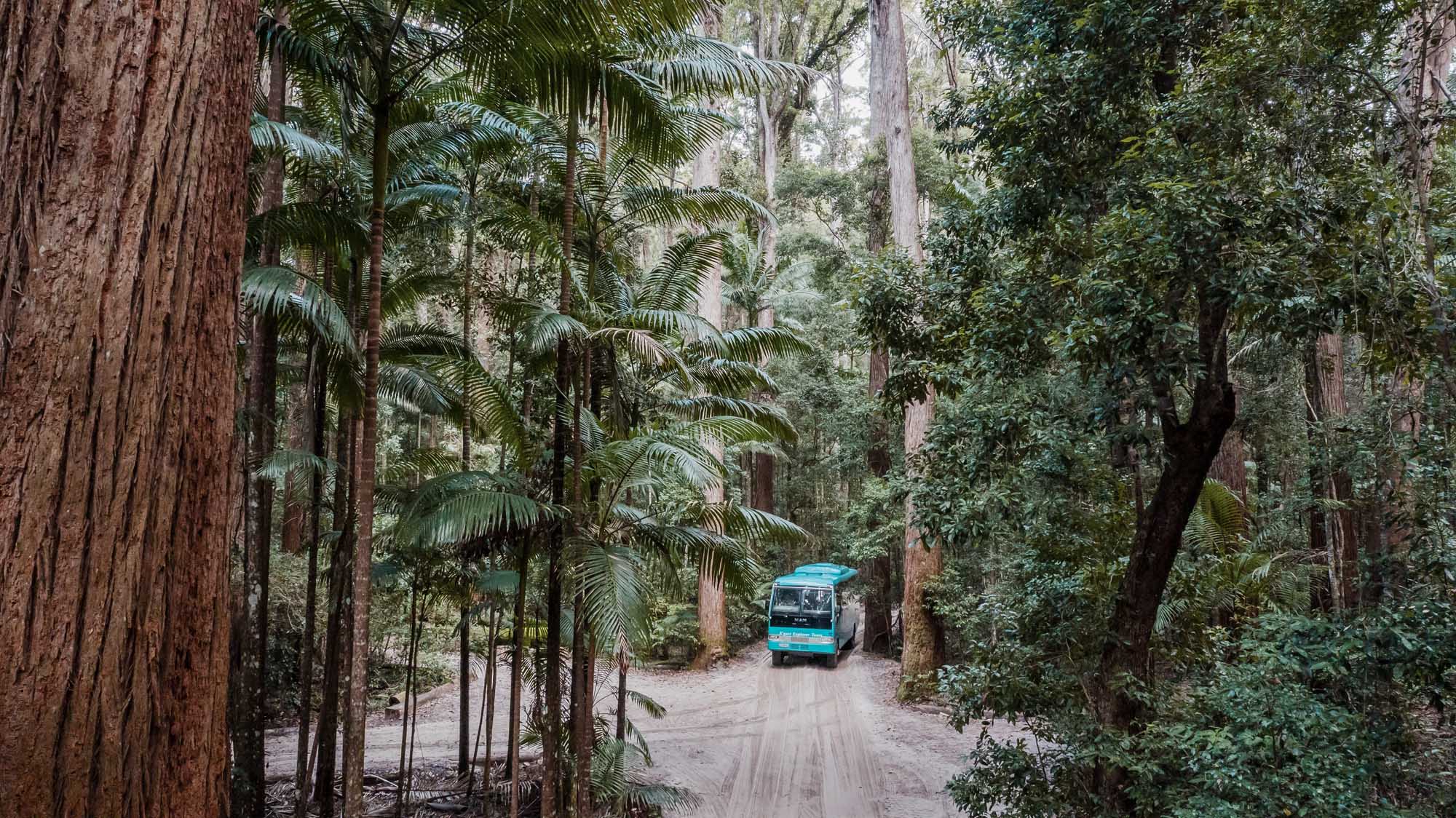A turquoise-blue four-wheel drive vehicle navigates a sandy forest track through the lush subtropical rainforest of K'gari (Fraser Island), Queensland, surrounded by towering palm trees and native vegetation. The vehicle appears to be part of a guided adventure tour exploring the island's iconic natural landscapes.