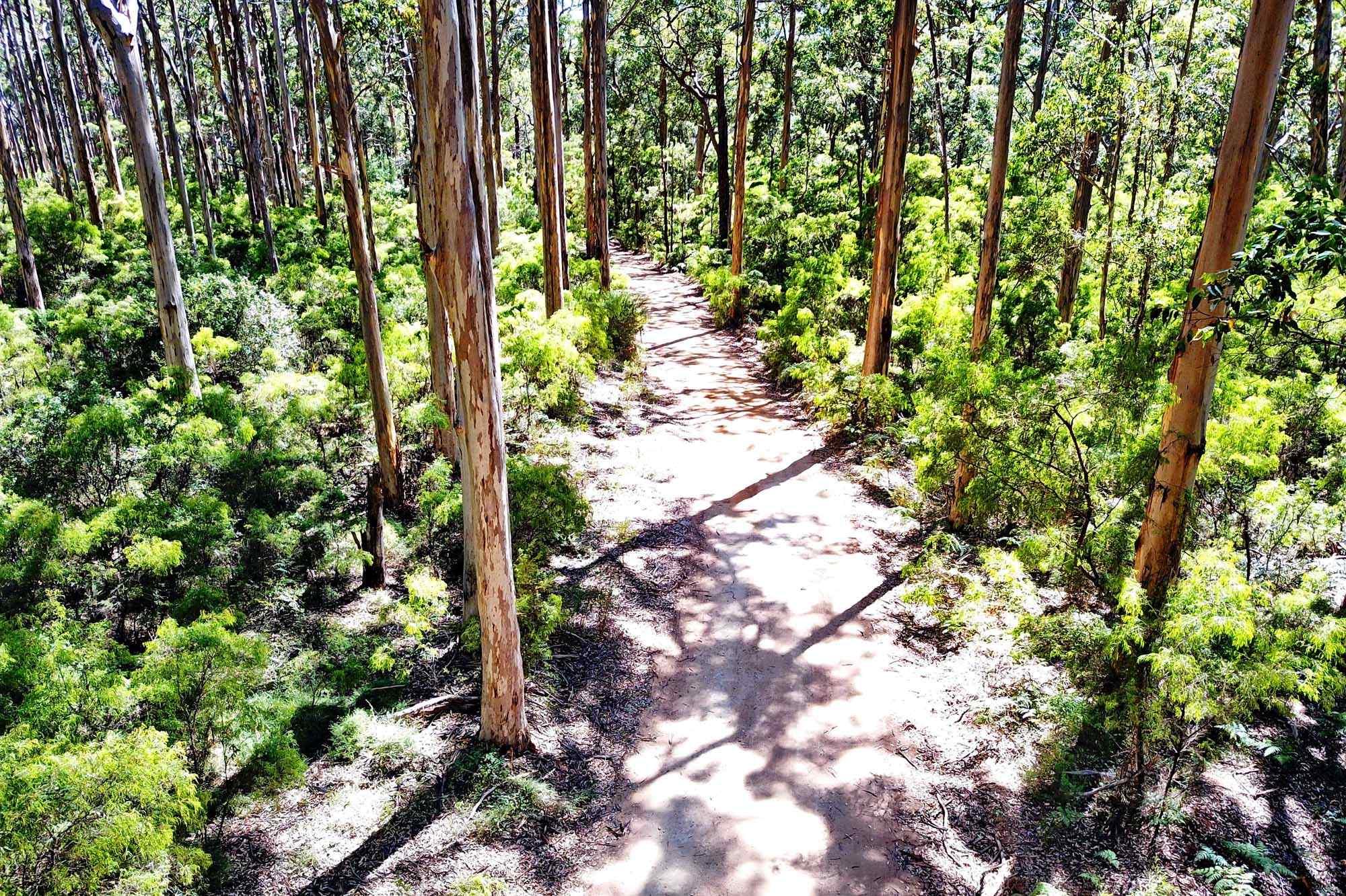 A scenic hiking trail winds through a lush karri forest in the Boranup area of Margaret River, Western Australia. Towering eucalyptus trees with distinctive reddish-brown bark frame a well-maintained dirt path, creating a serene woodland landscape dappled with sunlight and vibrant green undergrowth.