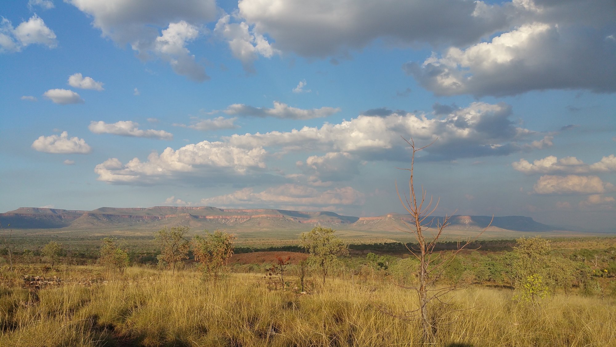 A sweeping panoramic view of the Kimberley region's distinctive plateau landscape, taken from near the Gibb River Road and Home Valley turnoff. The image captures vast grasslands dotted with sparse trees and a dead standing tree in the foreground, with layered table-top mountains visible on the horizon beneath a partly cloudy sky.