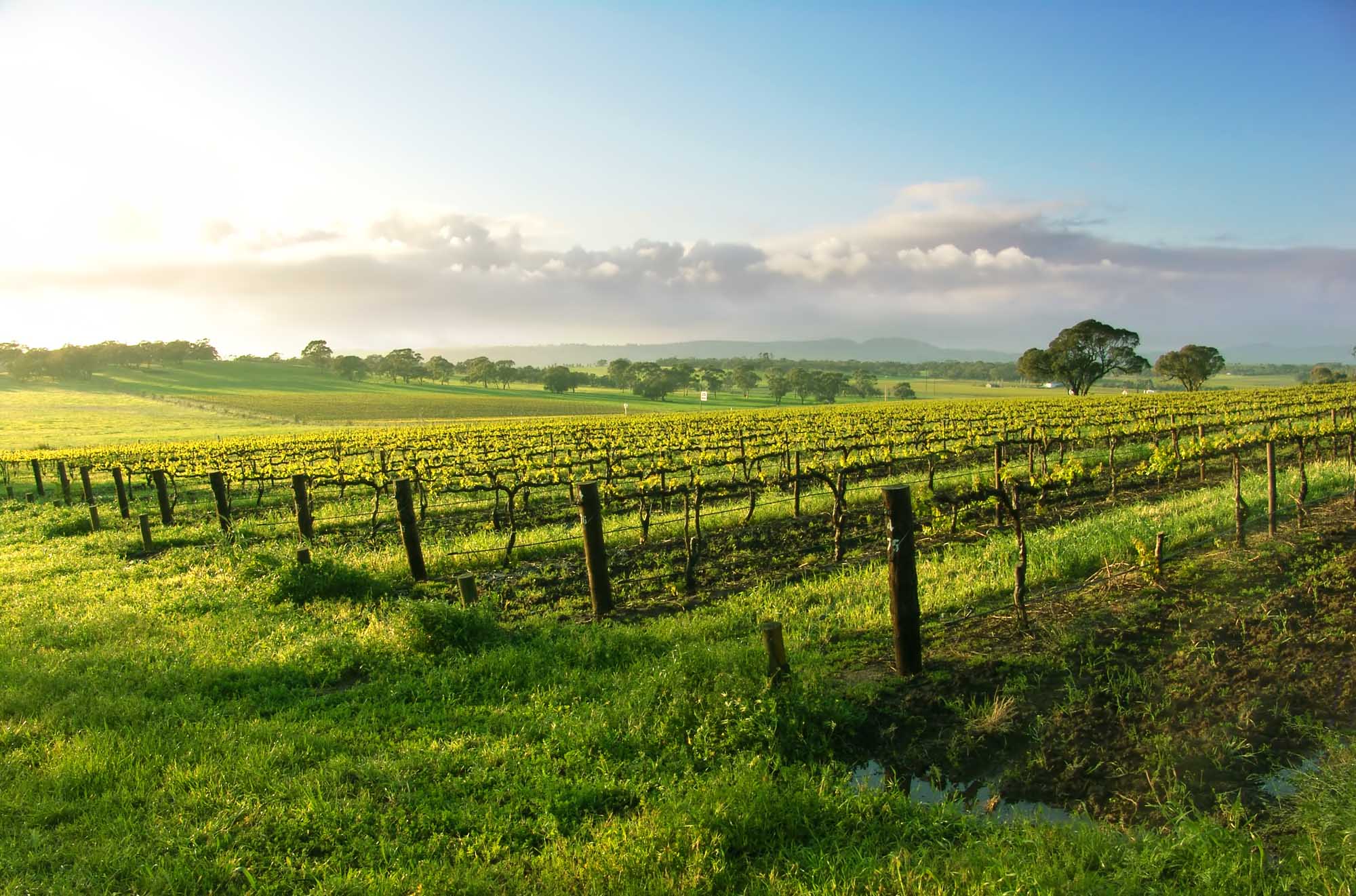 A picturesque vineyard landscape in the Barossa Valley featuring rows of grapevines supported by wooden posts stretching across rolling green hills, with scattered trees and misty mountains visible in the distance under a bright morning sky.