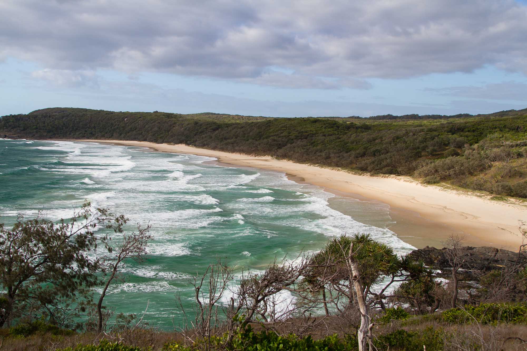 A sweeping coastal vista of Noosa Heads featuring a pristine golden sandy beach bordered by emerald ocean waves, dense eucalyptus forest covering the dramatic headland, and native coastal vegetation in the foreground. The scenic beach curves along the shoreline beneath a partly cloudy sky.