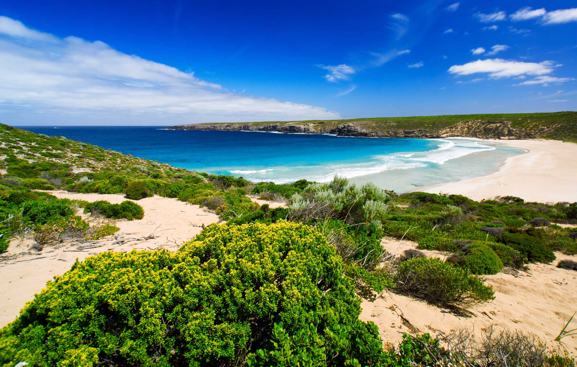 A stunning coastal landscape featuring turquoise waters, white sand beach, and dramatic rocky headlands on Kangaroo Island, South Australia. Native coastal vegetation frames the foreground, with clear blue skies and gentle waves creating an idyllic tropical paradise scene.