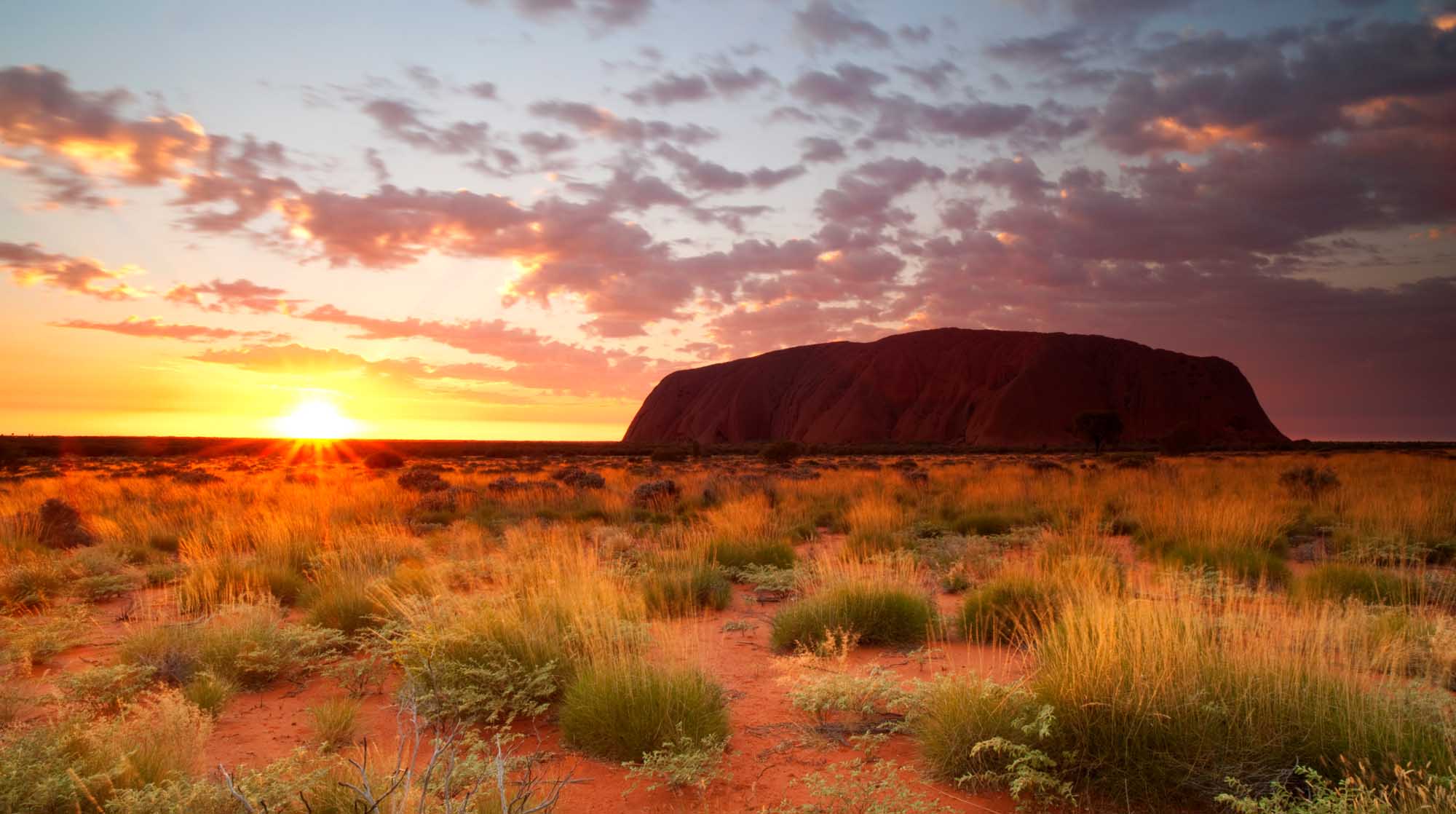 A stunning sunset view of Uluru (Ayers Rock) silhouetted against a golden and purple sky, with vibrant spinifex grassland and red earth in the foreground. The iconic monolith dominates the landscape during golden hour in Australia's Northern Territory.