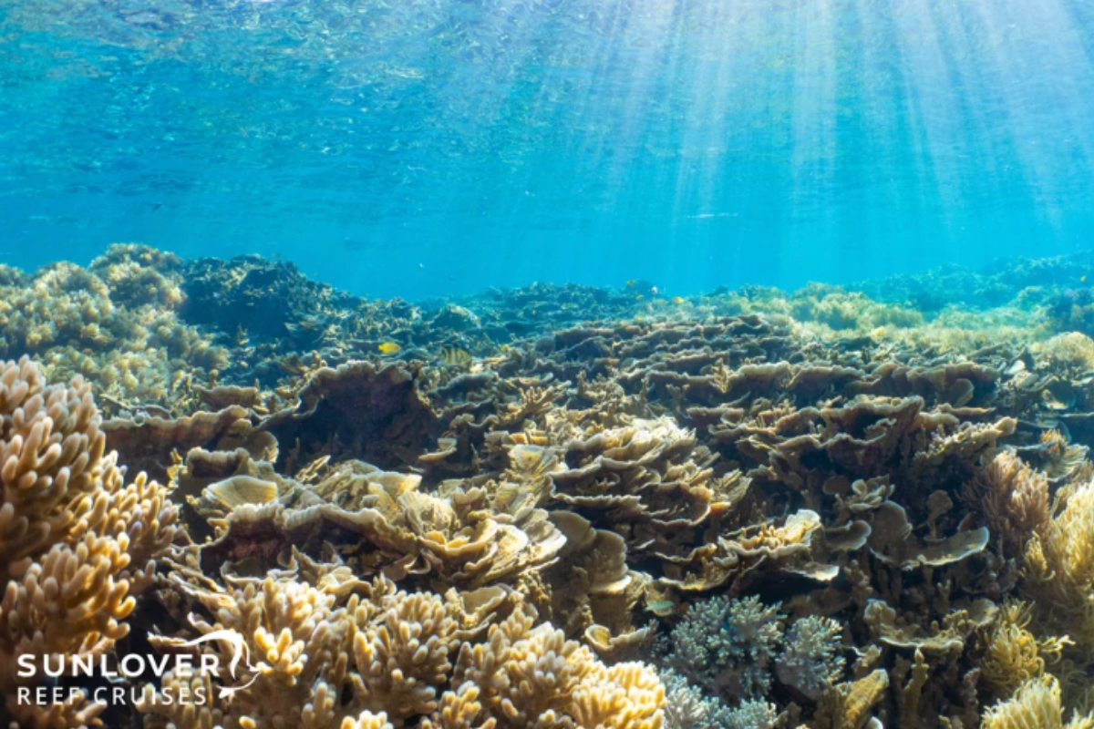 An underwater photograph of a thriving coral reef ecosystem bathed in sunlight, showcasing diverse coral formations in shades of tan, gold, and brown with small fish swimming among the structures. Crystal-clear blue water and dramatic light rays streaming from above create a serene and immersive reef diving scene.