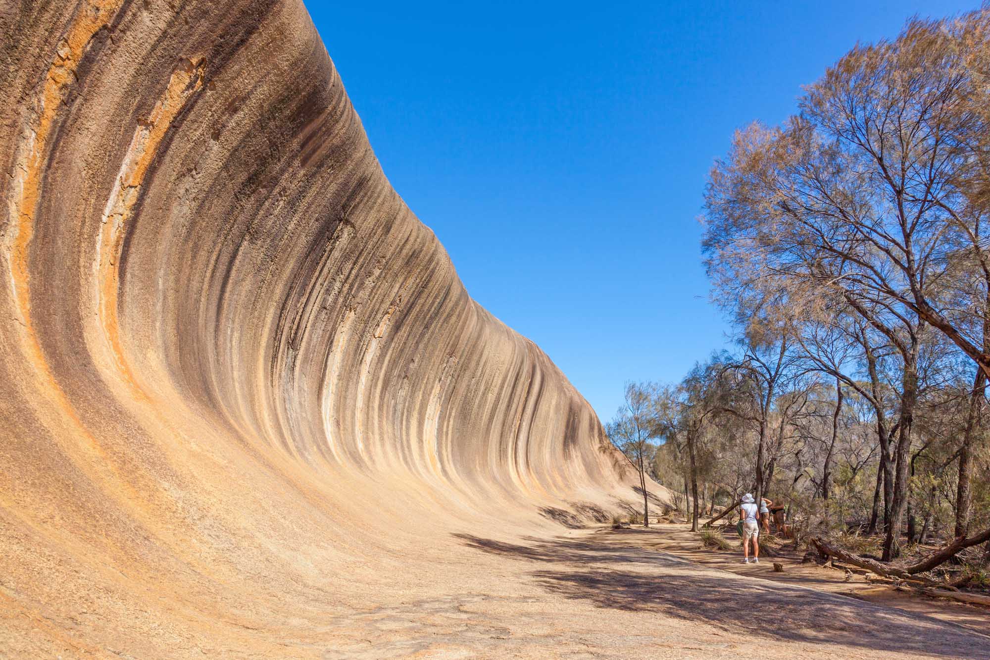 A dramatic natural rock formation featuring distinctive wave-like striations carved into a massive granite outcrop near Hyden in Western Australia. The sculptural cliff face displays striking concentric layers of tan and golden stone against a clear blue sky, with sparse eucalyptus trees and sandy ground visible at its base where visitors stand.