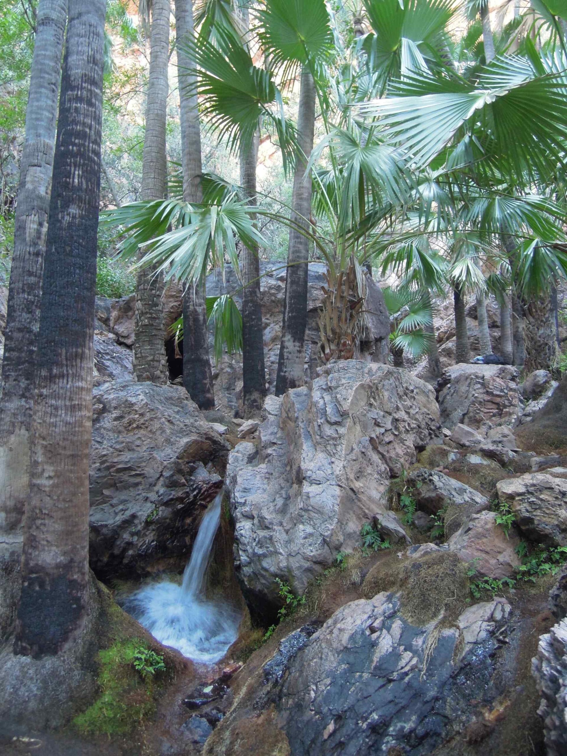 A scenic natural spring-fed stream flows through a lush tropical palm forest with dramatic rocky