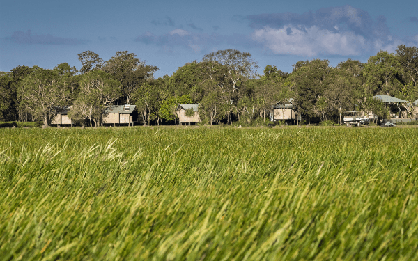 A row of elevated safari-style tented accommodation cabins set behind a lush green grassy wetland with eucalyptus trees in the background.