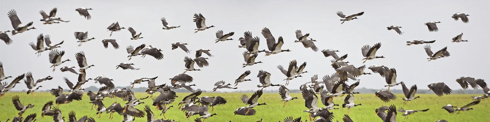 A large flock of geese taking flight over a green wetland under an overcast sky