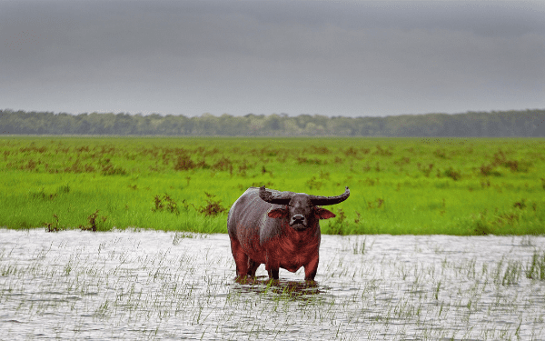 A single water buffalo standing in shallow floodwater amid green wetland grasses under an overcast sky.