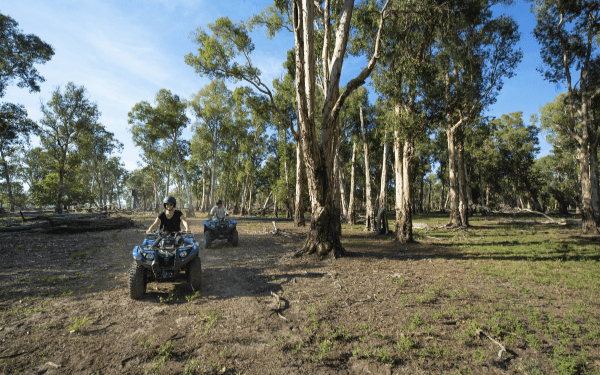 A person rides an all-terrain vehicle across open, sandy ground beneath towering eucalyptus trees in a sprawling woodland landscape. The scene captures an outdoor adventure activity in a natural, remote setting with clear blue skies.