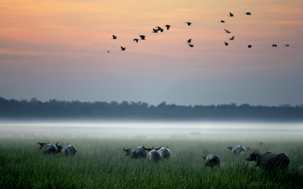 A serene dawn scene captures a herd of wildebeest grazing in a misty grassland, with birds flying