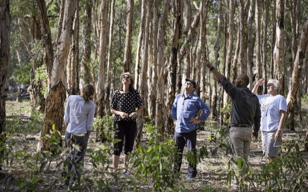 A diverse group of visitors walks through a tall eucalyptus forest, observing the natural environment with raised arms pointing out features of interest. The scene captures an educational or guided nature tour experience in a woodland setting with dappled sunlight filtering through the canopy.