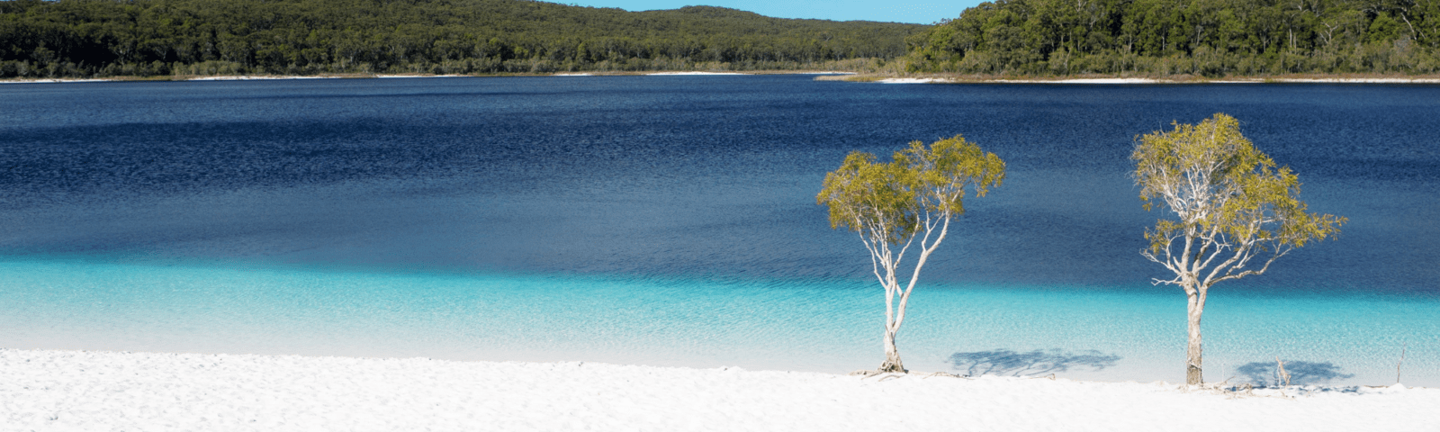 A stunning tropical beach scene featuring white sand, crystal-clear turquoise waters, and two iconic white-barked eucalyptus trees standing in the shallow water. Dense rainforest vegetation lines the shoreline, creating a pristine and secluded paradise destination.