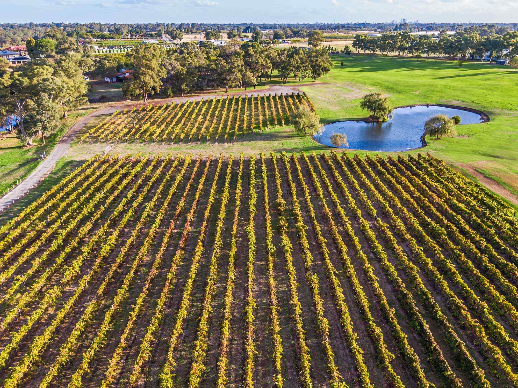 An aerial drone photograph of a sprawling vineyard estate featuring meticulously organized rows of grapevines in verdant green, interspersed with a scenic blue pond, manicured lawns, and scattered trees. The landscape exemplifies premium wine country agriculture with modern farming practices and elegant estate architecture visible in the background.
