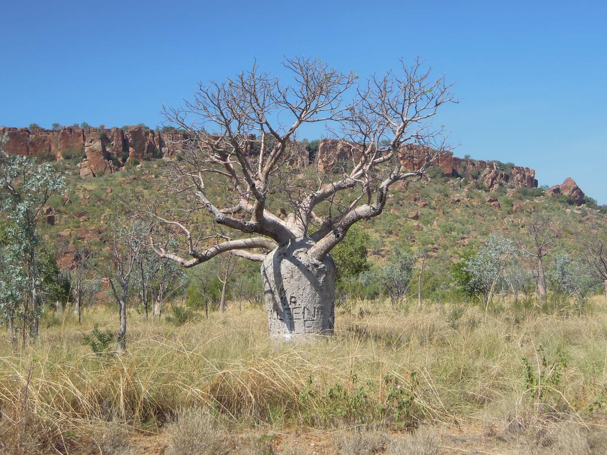 A magnificent ancient baobab tree stands isolated in the savanna landscape between Timber Creek and Lake Argyle, its distinctive thick trunk and bare branches silhouetted against a clear blue sky, with rugged red rocky outcrops visible in the background.