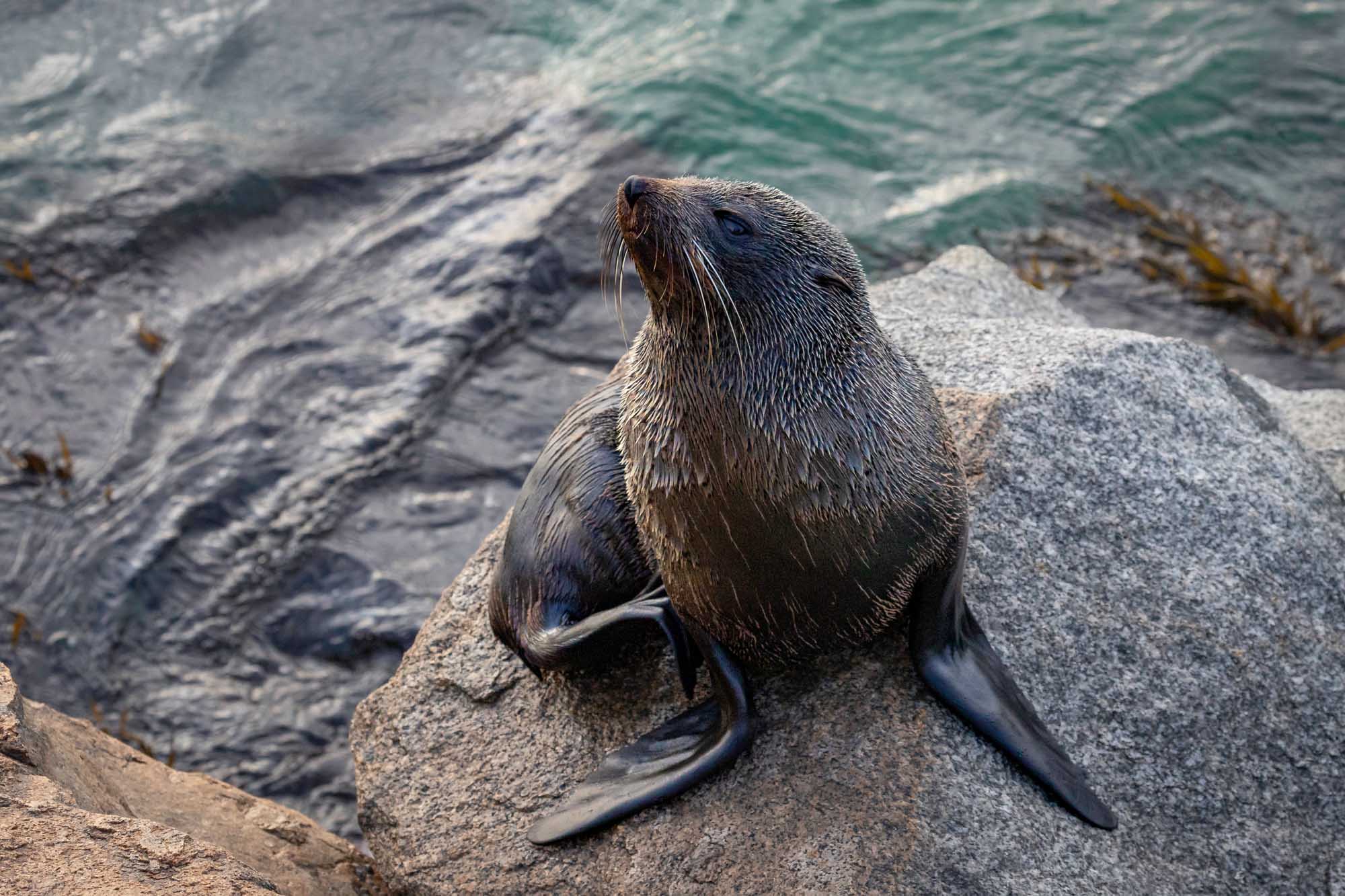 A young Australian fur seal rests on a large granite rock along the coastline, with turquoise ocean water and kelp visible in the background. The seal displays characteristic whiskers and dark fur, positioned in a typical basking pose on the rocky shore.