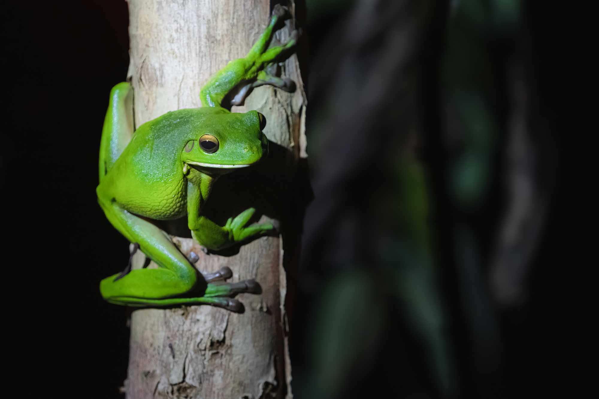 A striking portrait of a male Australian green tree frog (Ranoidea caerulea) clinging to a tree trunk at night, captured with dramatic lighting and shadow in its natural habitat within the tropical Daintree Rainforest of Queensland, Australia.