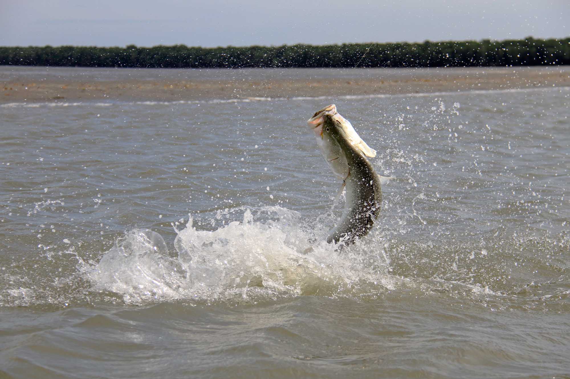 A dramatic action shot of a barramundi fish leaping out of shallow river water with a fishing lure in its mouth. Water spray and sunlight create a dynamic scene, with mangrove-lined shores visible in the background.