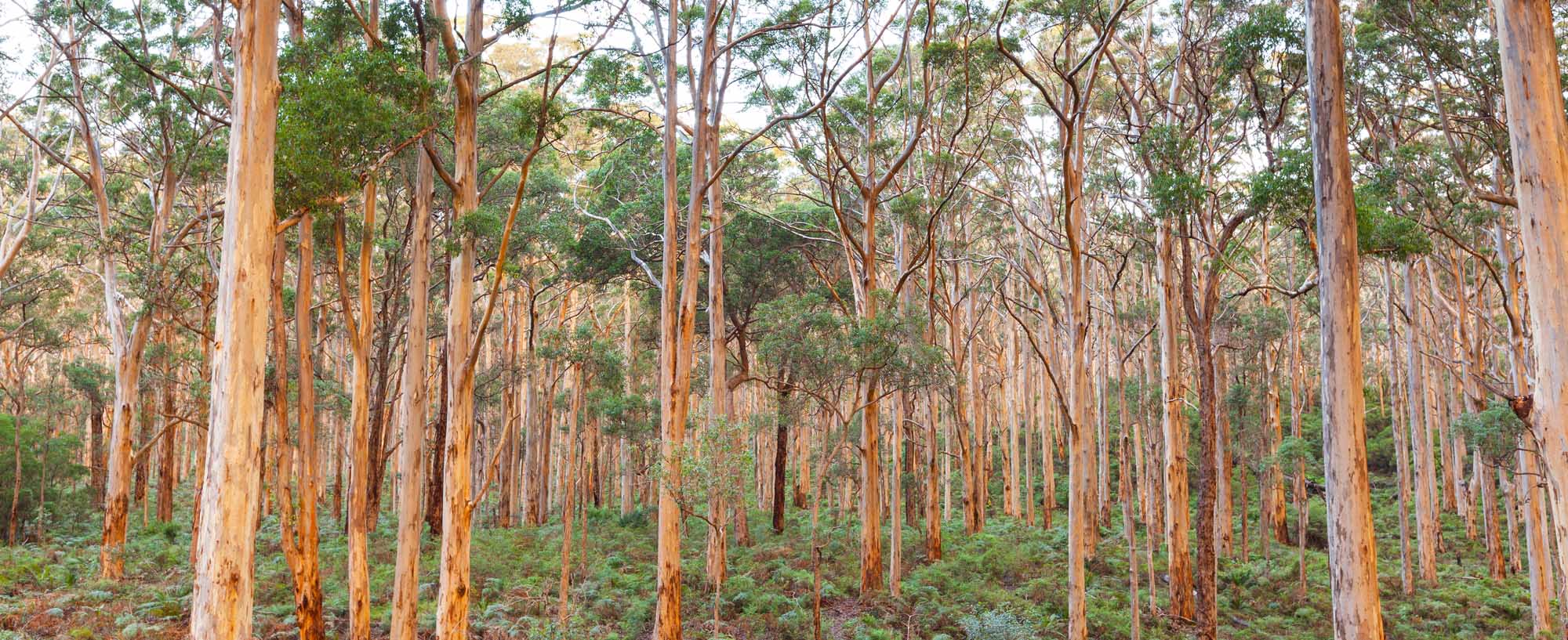 A dense eucalyptus forest in Western Australia featuring tall, straight karee trees with distinctive pale bark and green foliage overhead. The forest floor is covered with understory vegetation, creating a lush, natural woodland landscape characteristic of the Margaret River region.