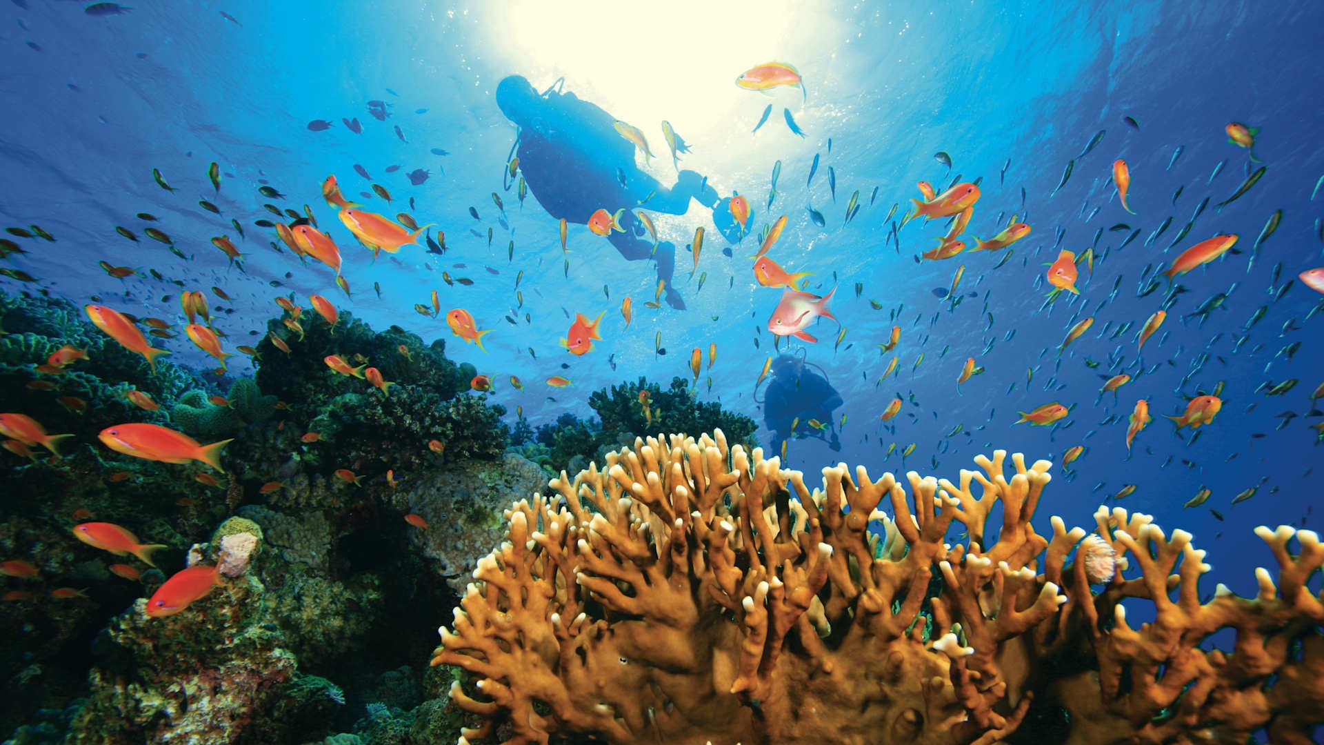 An underwater diving scene featuring a diver exploring a vibrant coral reef ecosystem teeming with orange and yellow tropical fish. Golden branching corals dominate the foreground while schools of colorful fish swim throughout the bright blue water, with sunlight streaming down from the surface above.