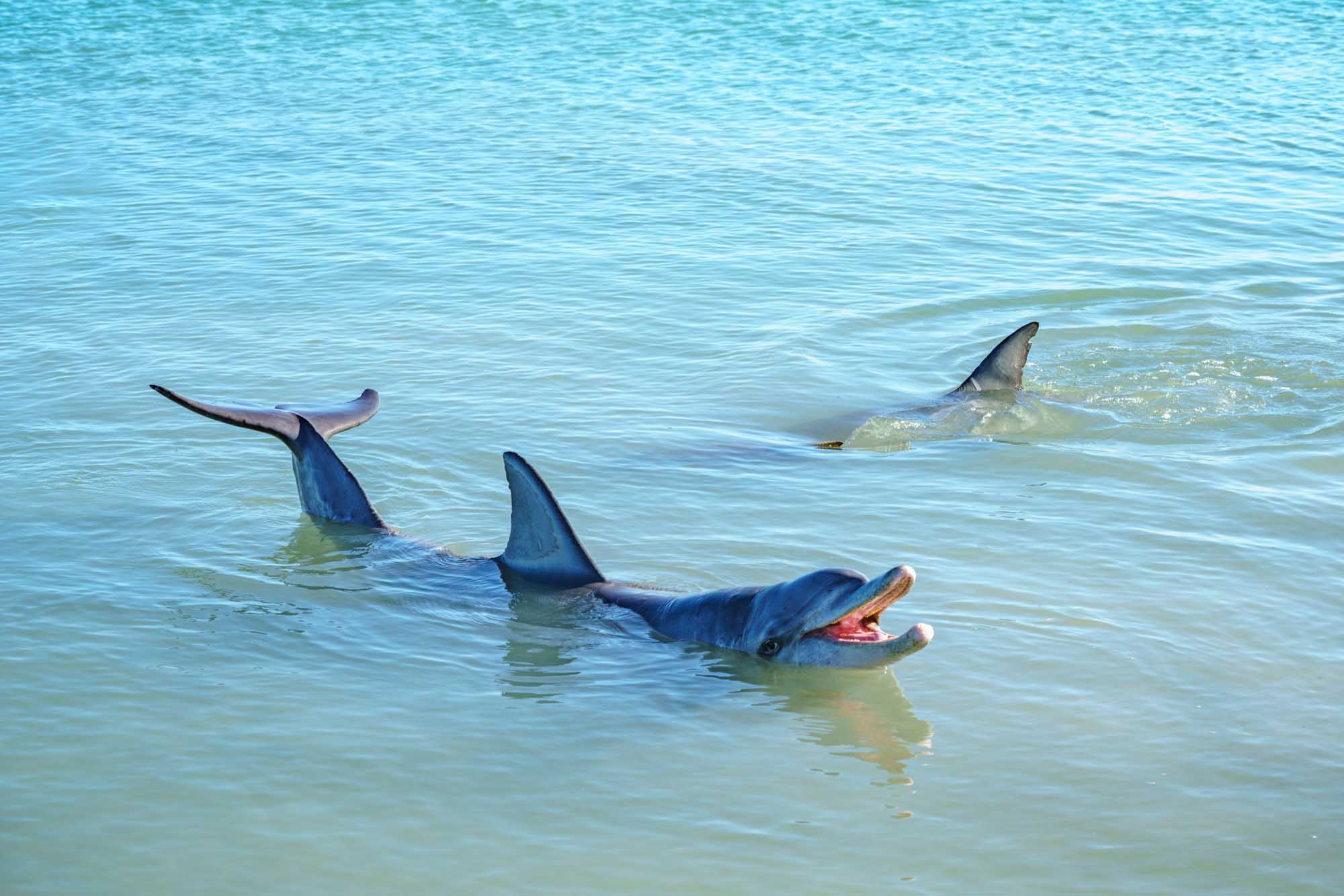 A pod of dolphins swimming in shallow turquoise waters at Monkey Mia in Shark Bay, Western