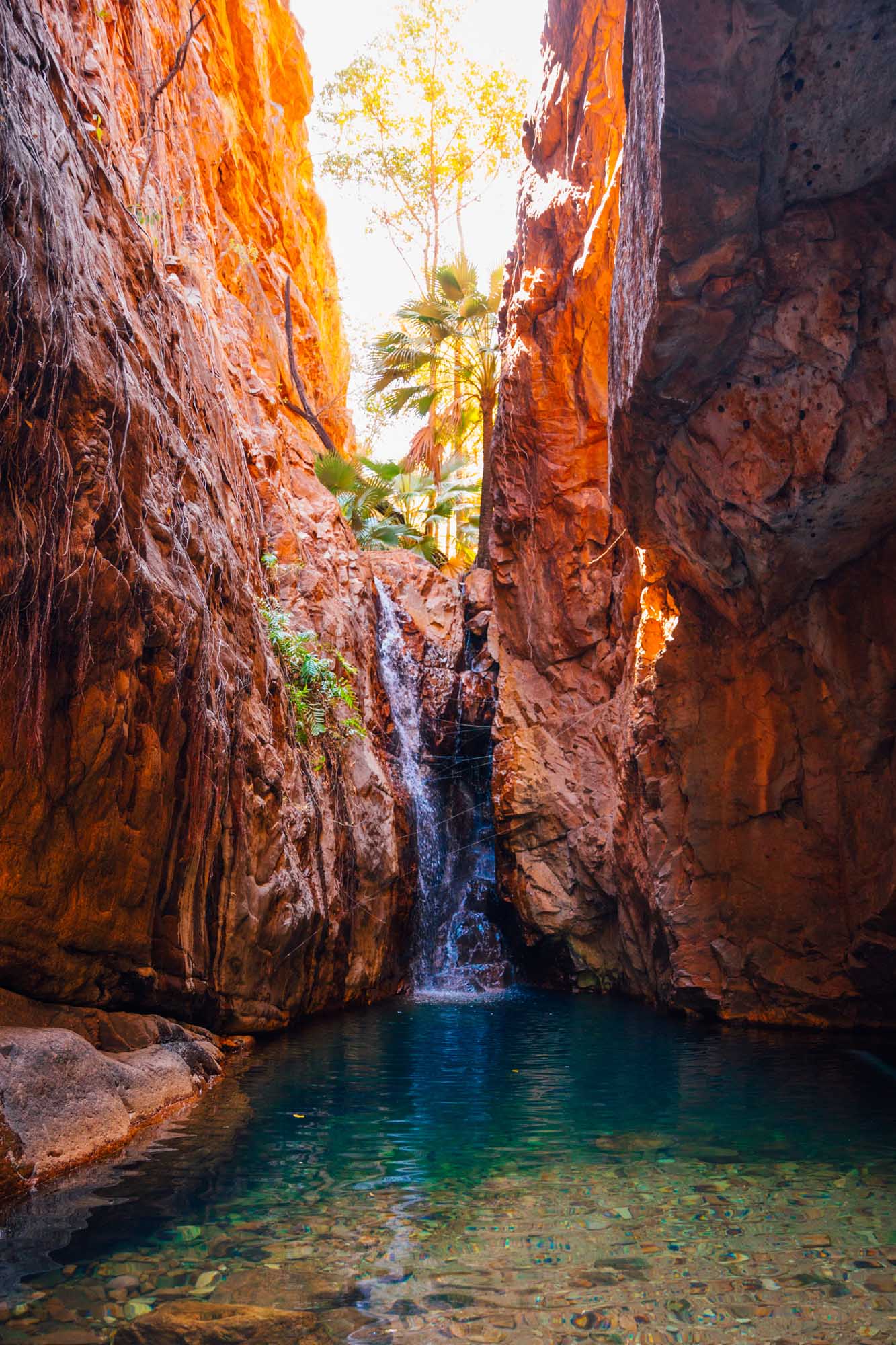 A stunning narrow gorge carved through vibrant red rock formations, featuring a pristine emerald pool fed by a cascading waterfall. Palm trees and vegetation cling to the cliff tops high above, creating a dramatic natural oasis in Western Australia's remote Gibb River Road region.