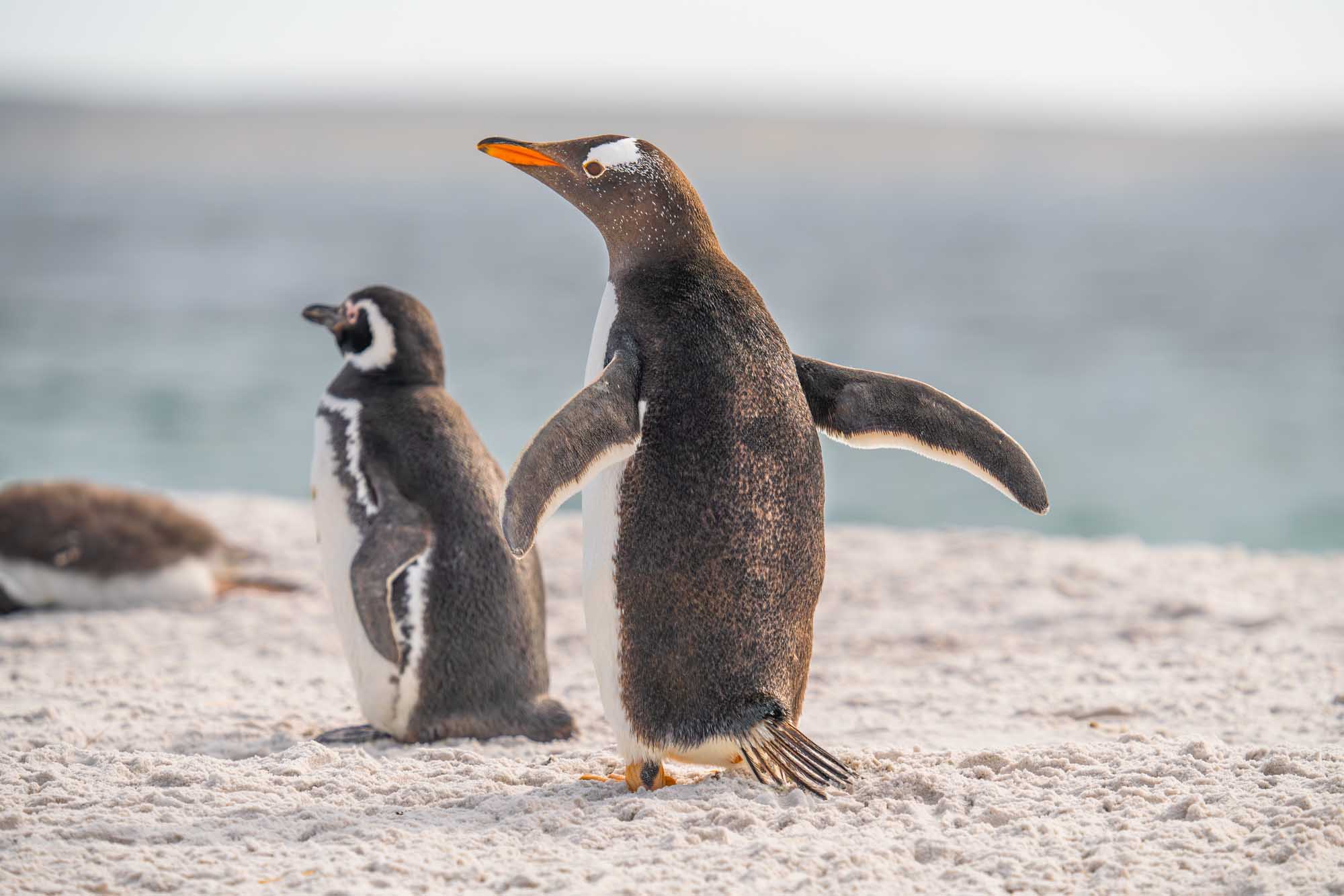 A close-up view of two penguins—a Gentoo penguin with distinctive orange beak and white head patch, and a Magellanic penguin with characteristic black and white striped plumage—standing together on a sandy beach in Yorke Bay, Falkland Islands, with the ocean visible in the soft-focused background.