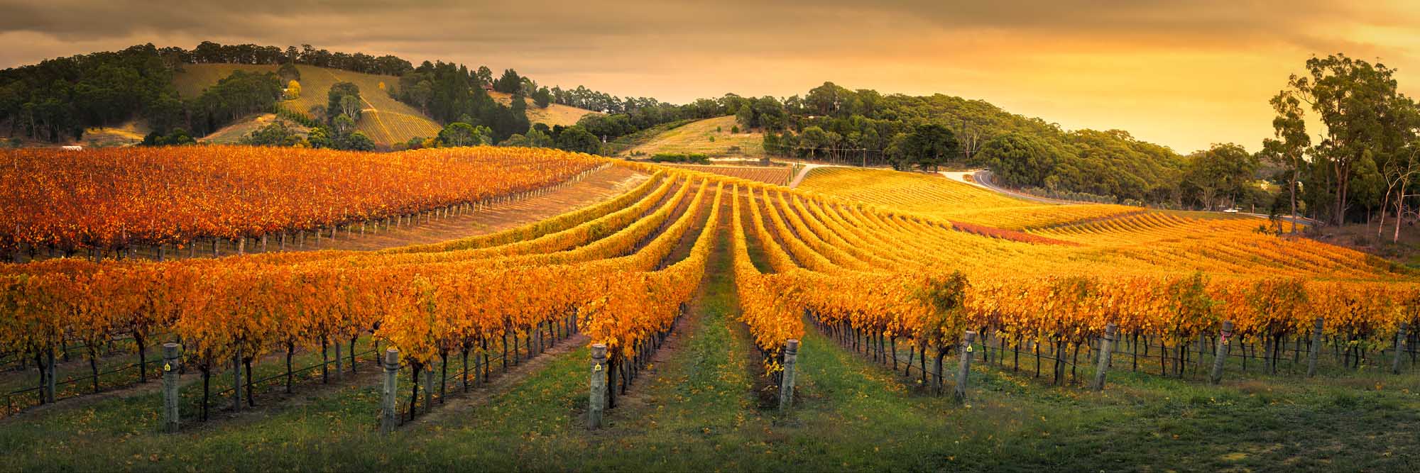 A stunning panoramic view of terraced vineyards in autumn, displaying vibrant golden and rust-colored foliage arranged in perfectly symmetrical rows. The rolling hills, scattered eucalyptus trees, and warm golden-hour sunlight create a picturesque wine region landscape typical of South Australia's premier wine country.