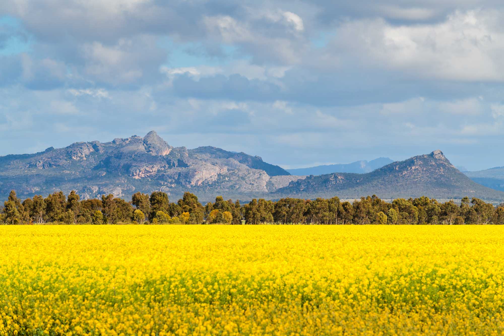 A stunning landscape view of the Grampians mountain range rising majestically behind a vibrant golden-yellow canola field in bloom, with eucalyptus trees lining the horizon under a partly cloudy sky in Victoria, Australia.