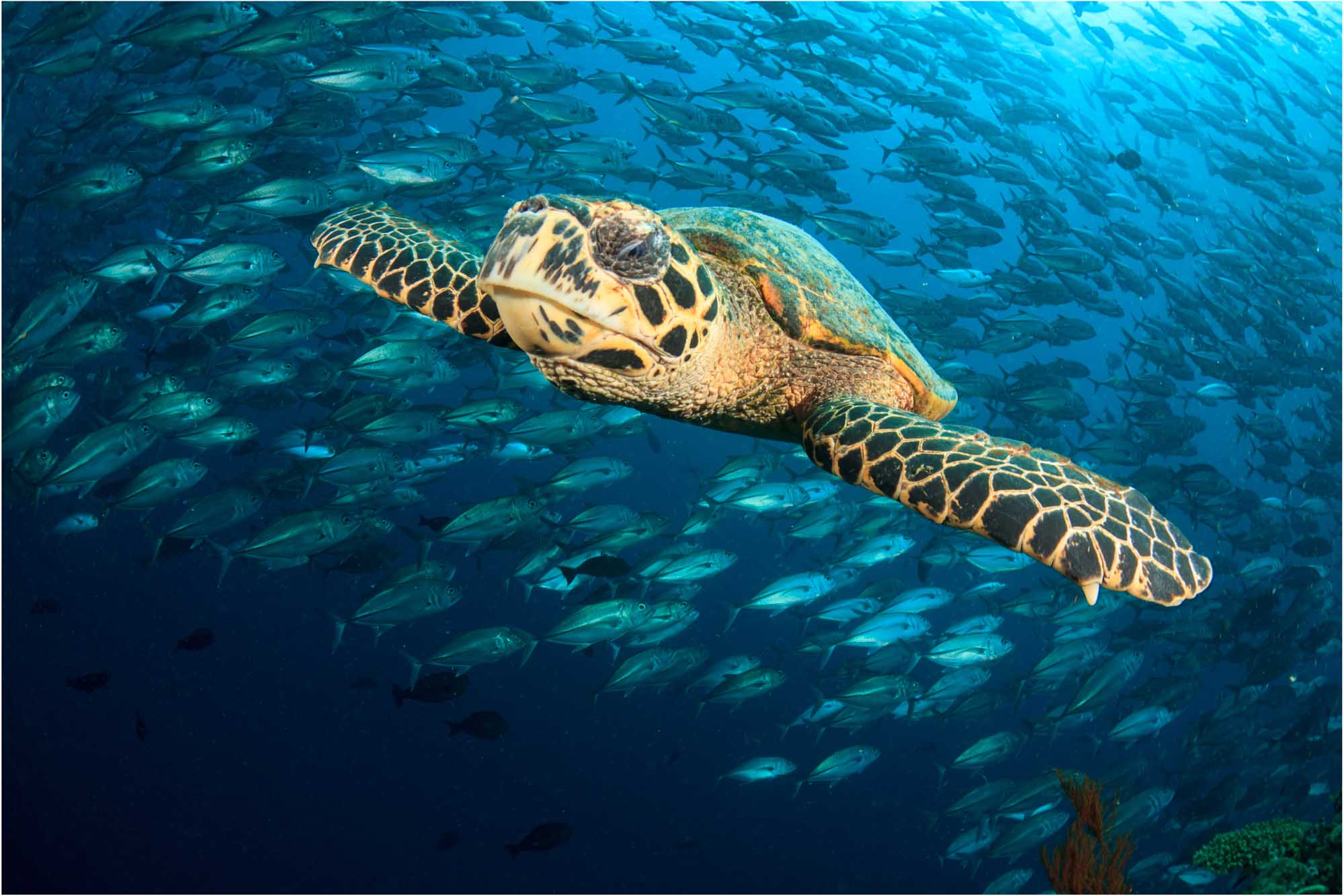 Hawksbill Sea Turtle with School of Fish A vibrant underwater photograph of a hawksbill sea turtle swimming gracefully alongside a large