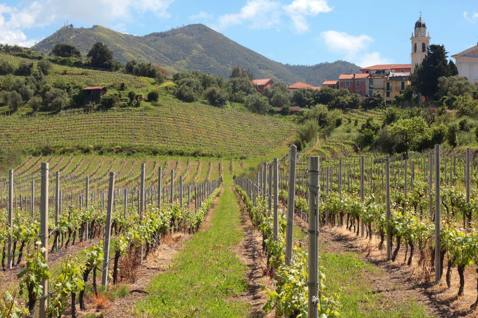 A picturesque spring vineyard landscape in Italy featuring organized rows of grapevines on rolling green hills, with a charming village and church steeple visible in the background. The scene captures the pastoral beauty of European wine-making regions with traditional terraced farming and rustic architecture.