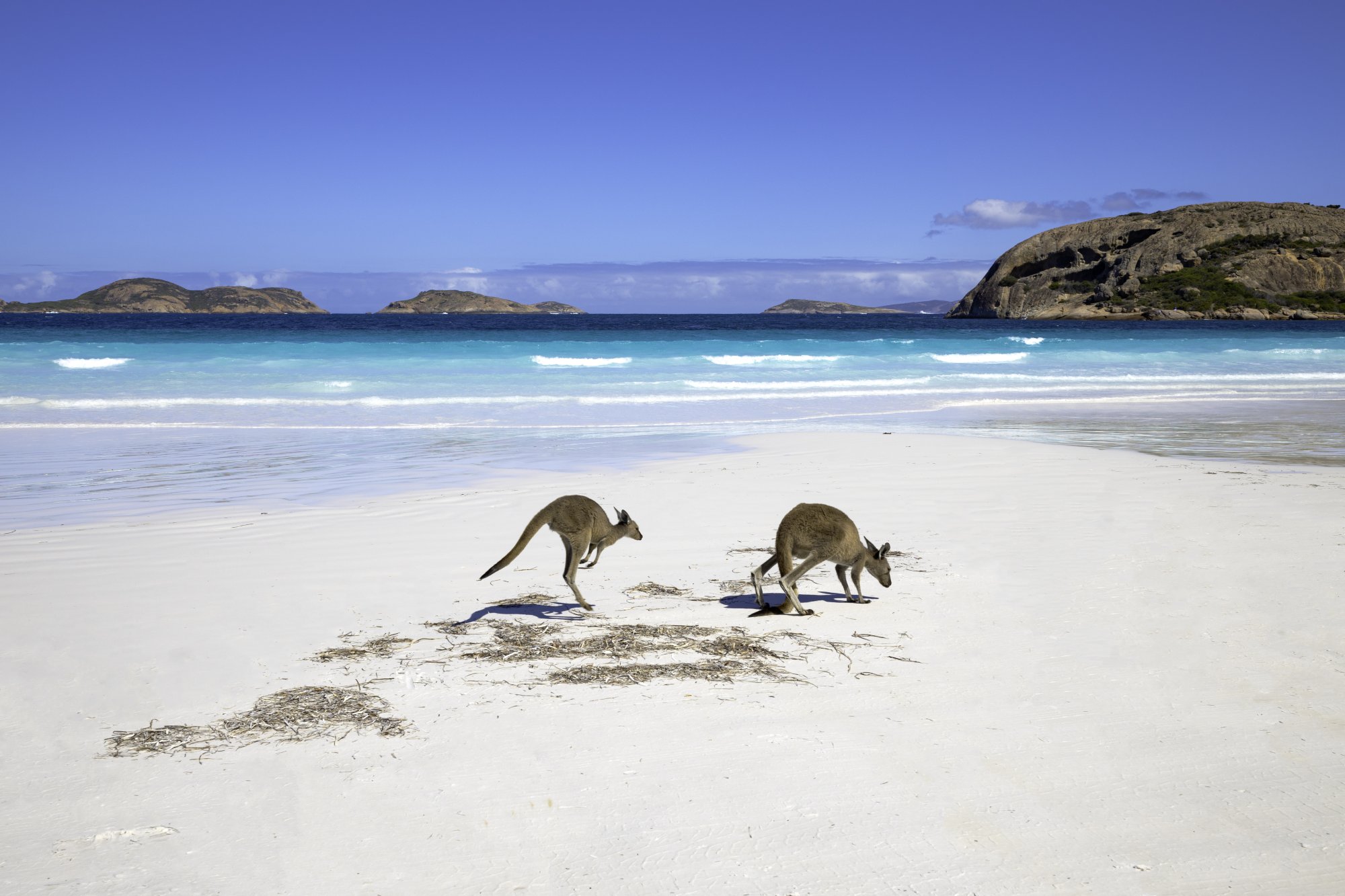 Two kangaroos forage on a white sand beach with turquoise waters and small rocky islands visible