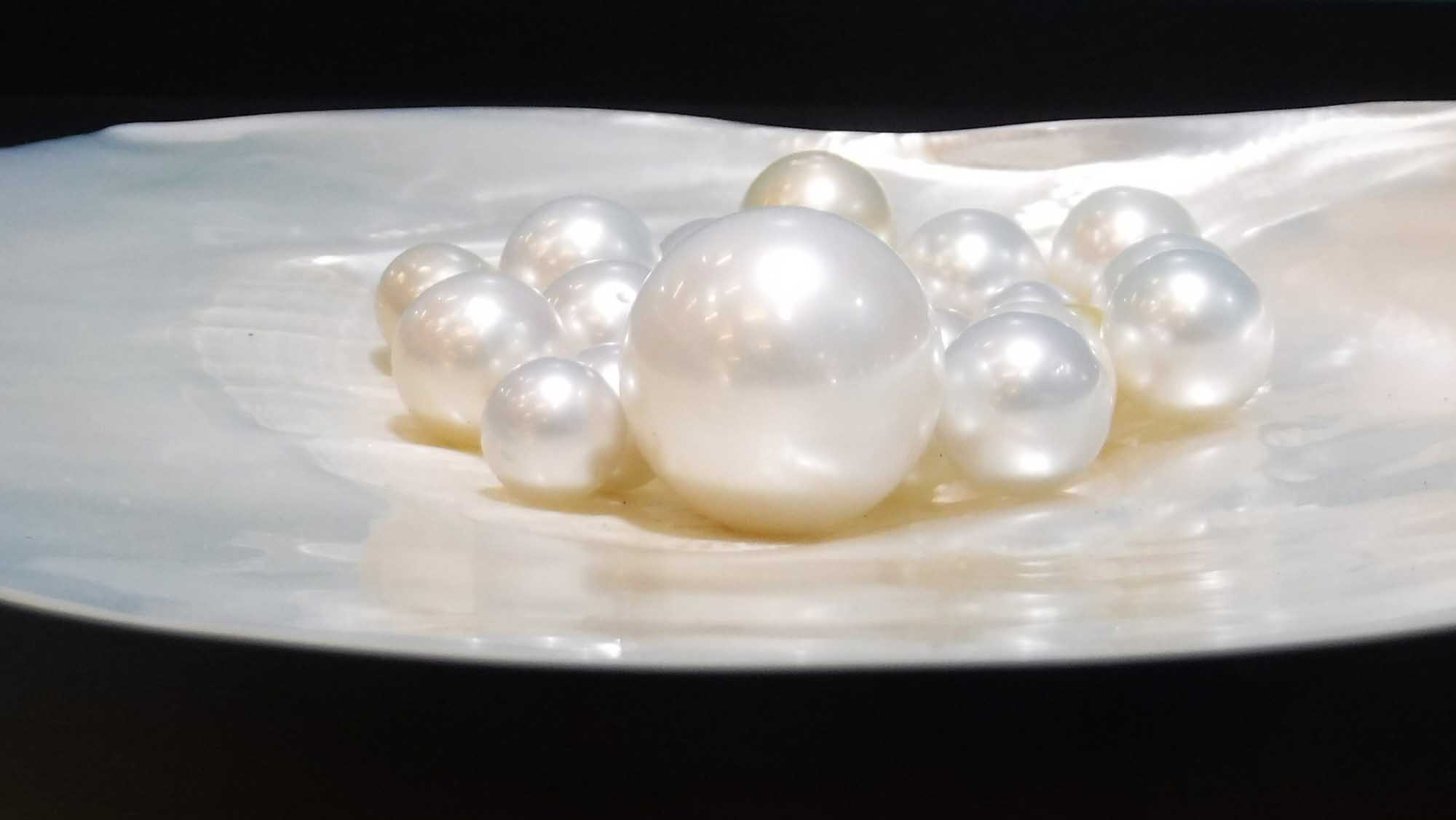 A stunning fine-quality round pearl measuring 22.24mm in diameter is showcased on a white shell surface, surrounded by smaller pearls of standard size for scale comparison. The image highlights the exceptional size and lustrous quality of this world-record pearl against a black background.