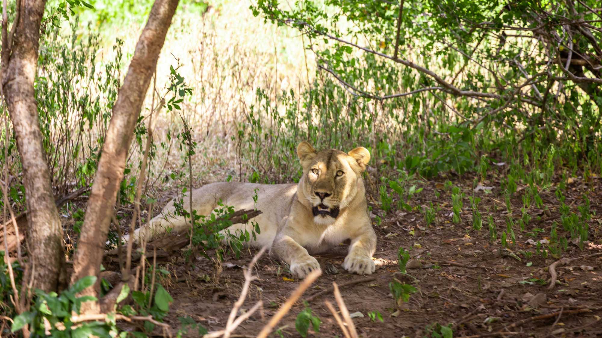 Lioness in Majete Wildlife Reserve, Malawi A female lion rests on the ground beneath overhanging tree branches and vines in the natural