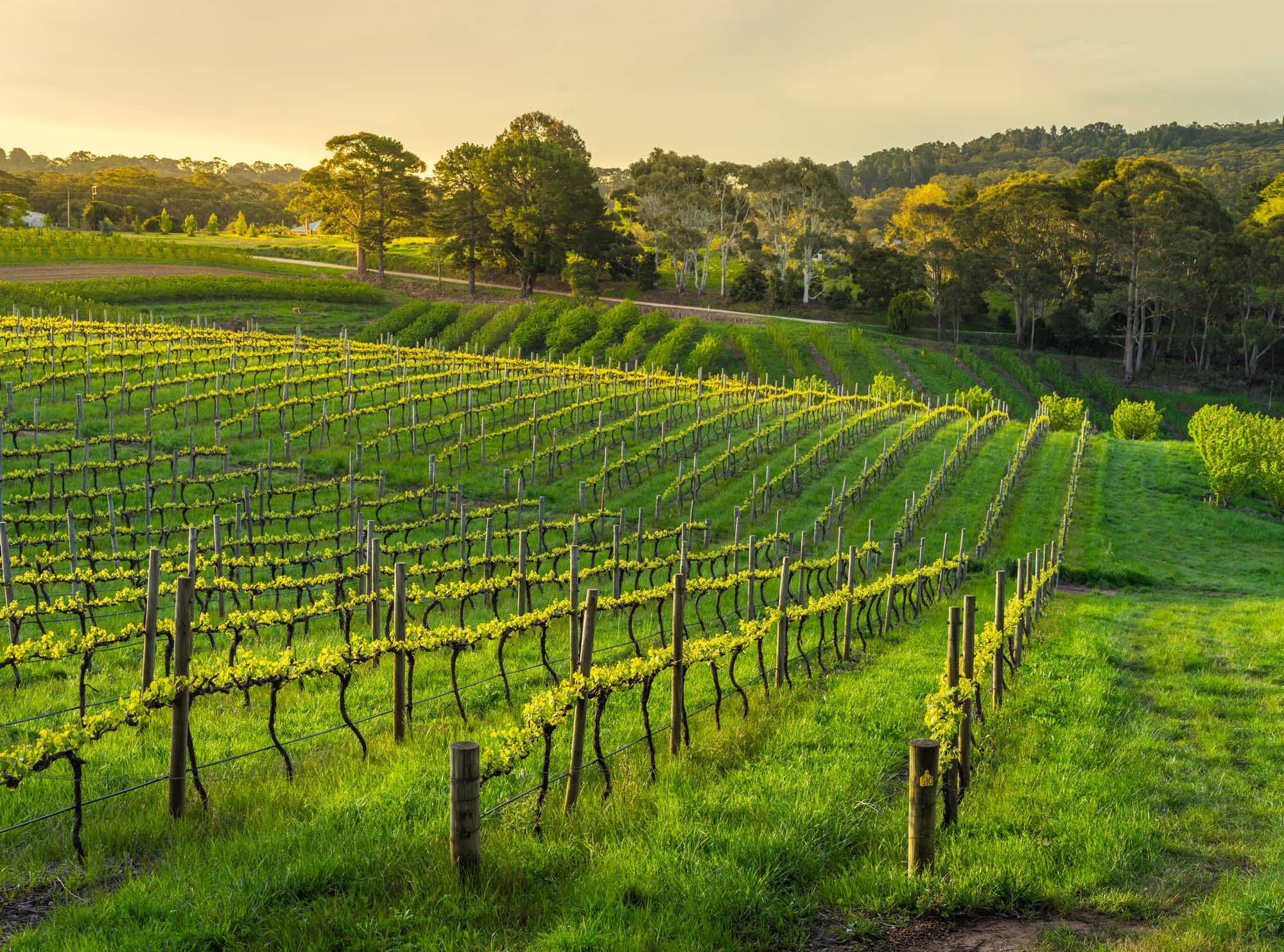 A picturesque vineyard landscape featuring meticulously organized rows of grapevines on gently rolling hills, bathed in golden sunlight. Native eucalyptus trees frame the scene in the background, creating a serene agricultural setting characteristic of South Australia's wine regions.