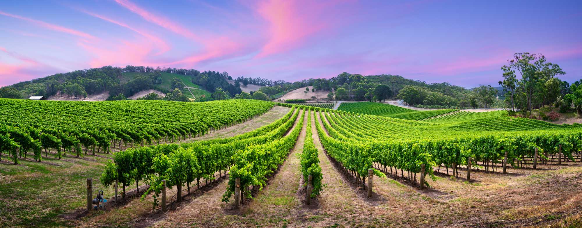 A panoramic view of verdant vineyard rows stretching across rolling hills in South Australia's Adelaide Hills region, with manicured grapevines in the foreground and forested hills in the background under a stunning purple and pink twilight sky.
