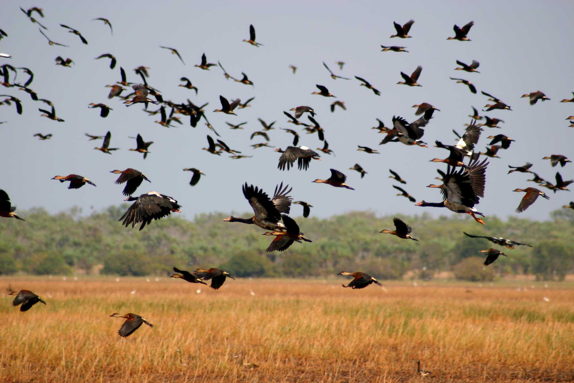 A spectacular flock of magpie geese and Burdekin ducks in flight over the expansive Kakadu Wetlands, showcasing the annual migration and breeding congregation of millions of waterbirds across this pristine natural landscape.