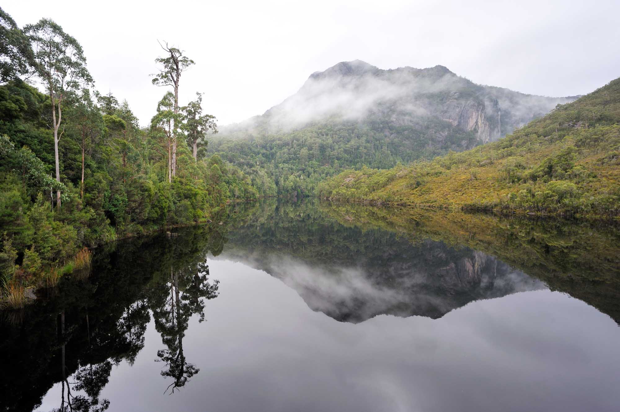 A serene alpine lake surrounded by dense Tasmanian rainforest with tall eucalyptus trees reflected in still water, a mist-shrouded mountain peak rising in the background, and overcast skies creating a moody, pristine wilderness atmosphere.