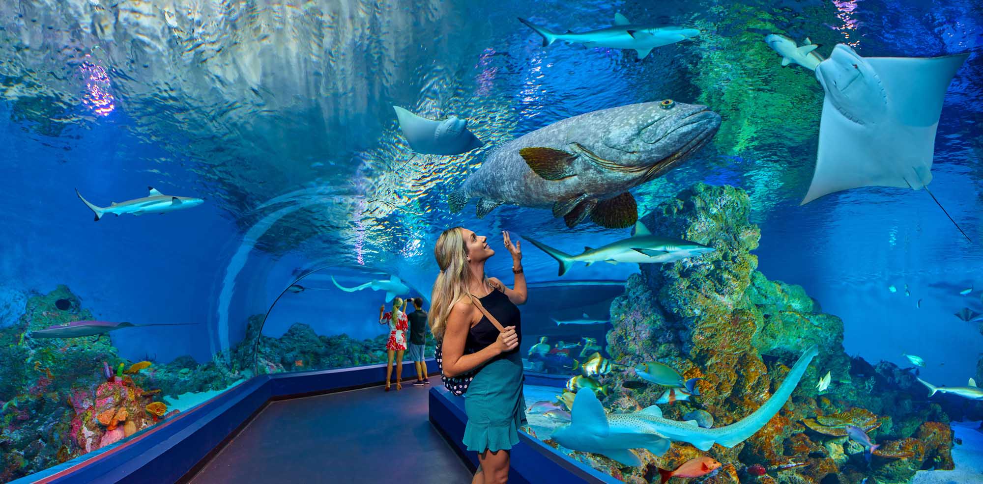A visitor walks through an underwater tunnel at Cairns Aquarium, gazing up at large fish swimming overhead in a vibrant coral reef environment. Multiple species including sharks, rays, and groupers inhabit the massive aquarium tank, creating an immersive marine experience surrounded by colorful coral formations.